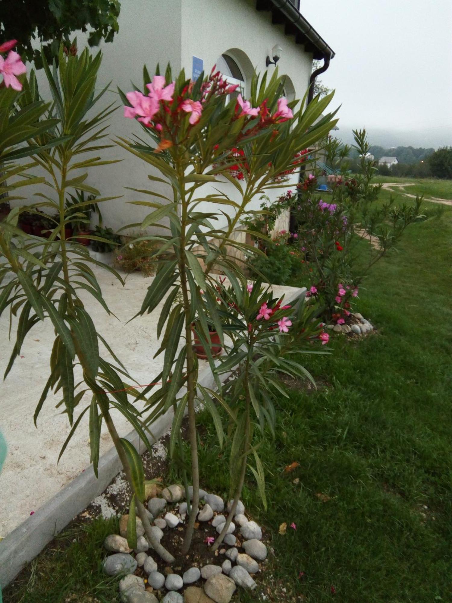 קורניצה Apartments Zegarac House מראה חיצוני תמונה